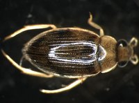 藏品(蚜蟲)的圖片